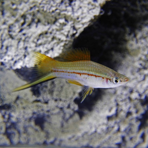 Xiphophorus helleri - Streifenschwertträger grün ML